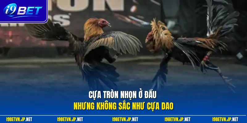 Cựa tròn nhọn ở đầu nhưng không sắc như cựa dao