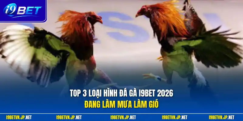 Top 3 loại hình đá gà I9bet 2026 đang làm mưa làm gió
